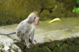 Macacos impedem que menina de seis anos de ser estuprada na Índia