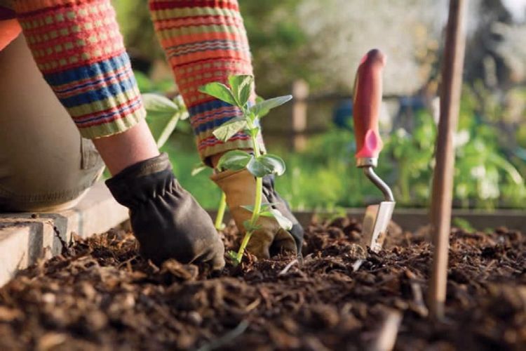 SENAR e prefeitura abrem vagas para curso de jardinagem