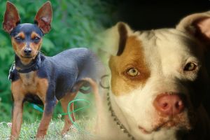 Pitbull mata pinscher e briga acaba com esfaqueamento de 3 pessoas