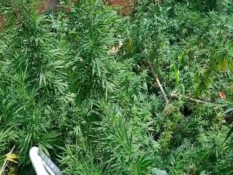 BAEP localiza plantação de maconha em Araraquara