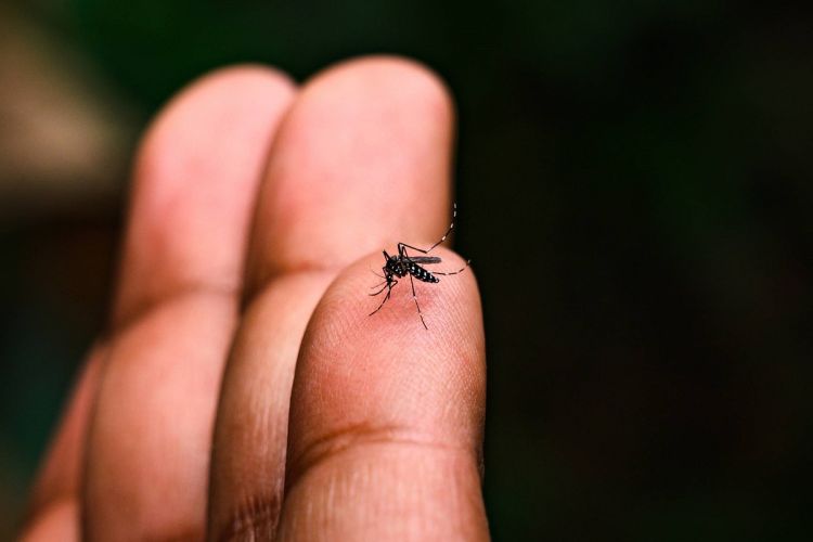 São Carlos registra 106 casos positivos de Dengue até o momento