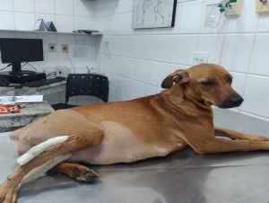 Cachorra atropelada precisa de ajuda