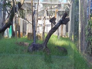 Parque Ecológico inaugura recintos para primatas amazônicos