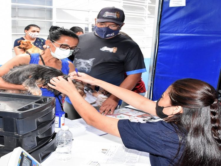 Nova etapa de castração de animais domésticos será realizado neste sábado e domingo