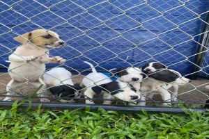 Feira de adoção animal acontece neste final de semana