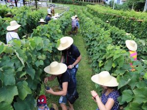 Quinta do Olivardo realiza 11ª edição da tradicional Pisa da Uva