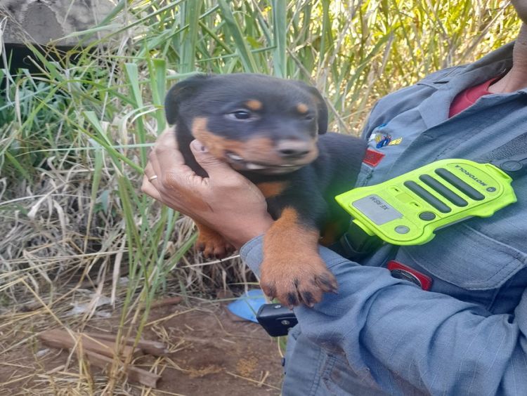 Cachorra com filhotes é resgatada em escombros de prédio abandonado