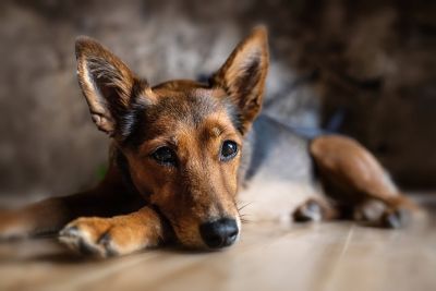 Um em cada 10 cães sofre de doença cardíaca