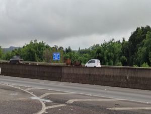 Cavalos são flagrados na Rodovia Washington Luís