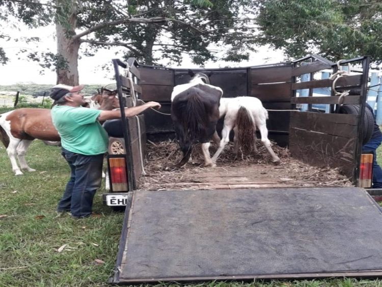 Prefeitura regulamenta doação de animais de grande porte