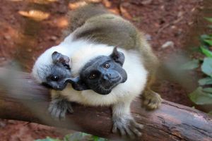 Parque Ecológico de São Carlos recebe reconhecimento pelo trabalho de preservação de espécies em extinção