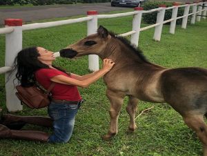 “Serena Luna” conta a sensível relação entre a autora e sua potrinha Luna