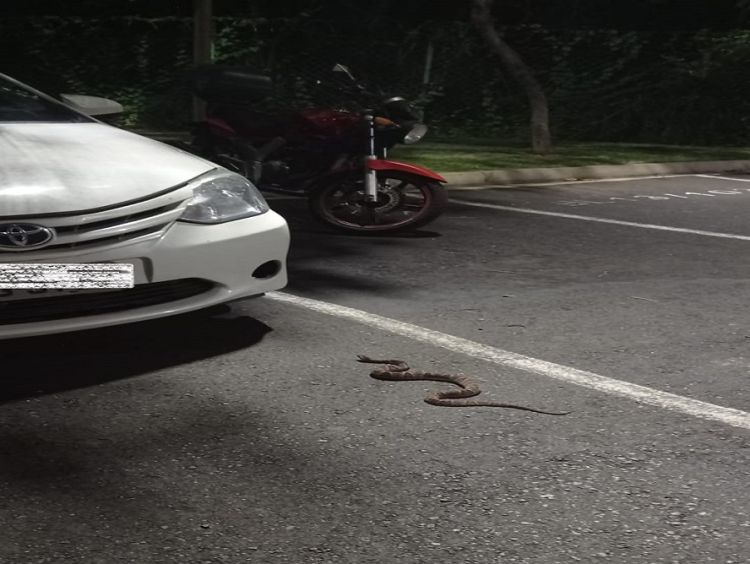 Olha a cobra! É verdade! na Rua João Stella infelizmente está assim