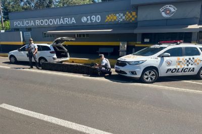 PM Rodoviária apreende 357 tijolos de maconha durante operação no interior