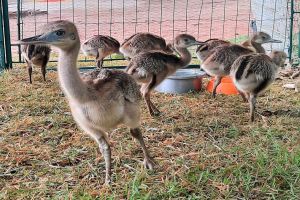 Baby-Boom agita Parque Ecológico de São Carlos