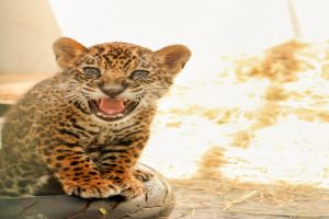 Férias com muitas atividades para as crianças no Parque Ecológico de São Carlos