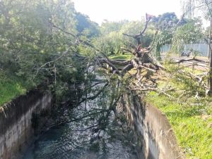 Árvore defronte a USP cai durante chuva