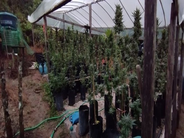 Polícia prende dupla e localiza estufas para o cultivo de maconha