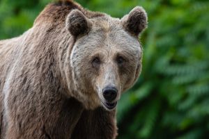 Urso tenta fugir e obriga evacuação de jardim zoológico nos EUA