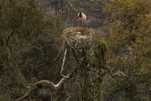 Biólogos tentam salvar fauna ameaçada pelo fogo no Pantanal