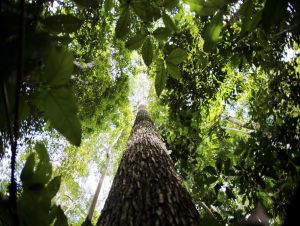 Plano contra desmatamento na Amazônia recebe sugestões até dia 26