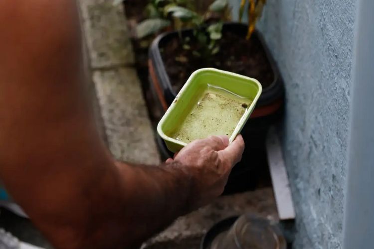 Saiba quais são os bairros com maior número de casos de dengue em São Carlos