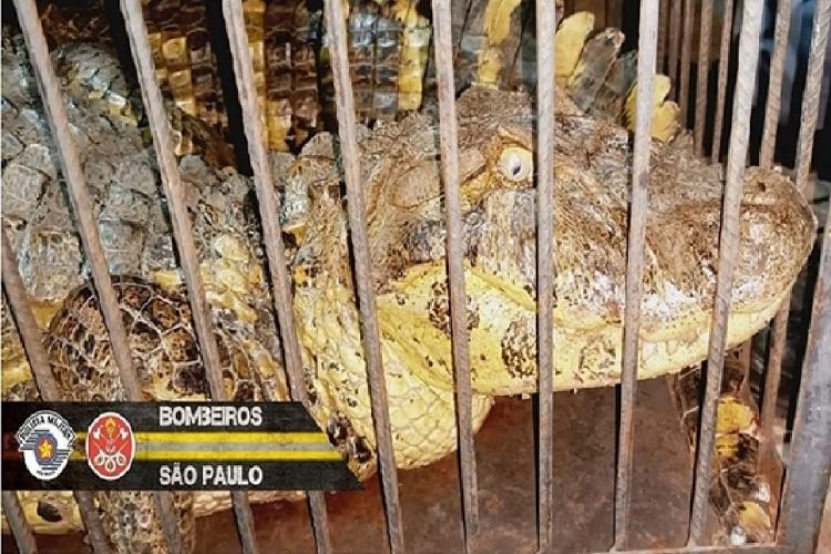 Jacaré causa medo na população e acaba capturado pelos Bombeiros