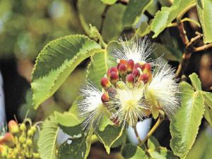 Pequi: como símbolo do cerrado virou mel e pode se tornar &quot;grife do sertão&quot;