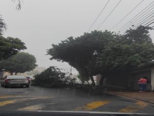 Árvore cai na Alameda dos Crisântemos