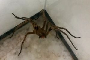 Picadas de aranhas são segunda causa de envenenamento no país