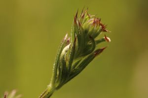 Projeto em rede, de universidades federais, busca uso de resíduos de madeira e cana-de-açúcar no combate a plantas daninhas