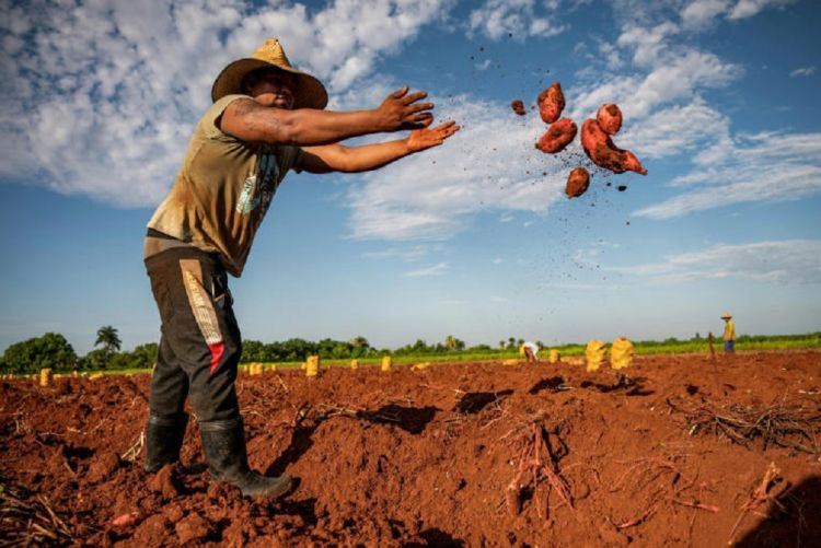 Em Cuba, cada vez mais alimentos importados que cultivados