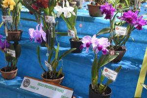 São Carlos sedia uma das principais exposições de orquídeas do Brasil