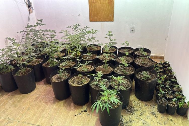 Polícia Civil prende homem com plantações de maconha