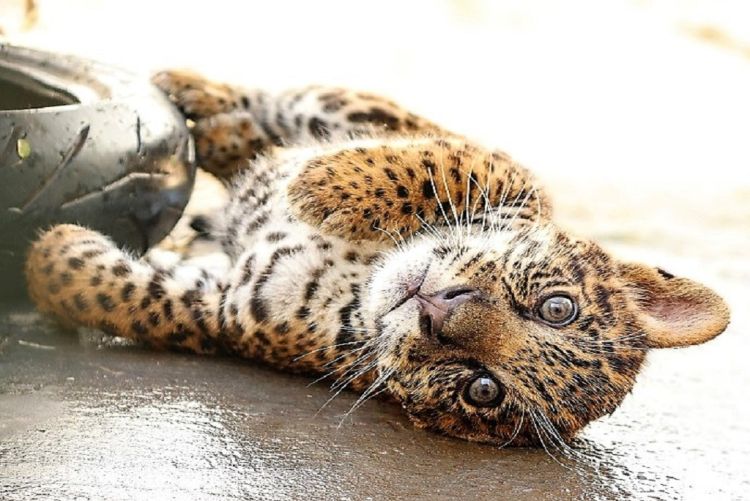 Nasce onça pintada no parque ecológico de São Carlos