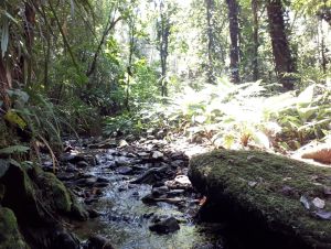 Projeto internacional liderado pela UFSCar analisa impacto das mudanças climáticas sobre a biodiversidade aquática