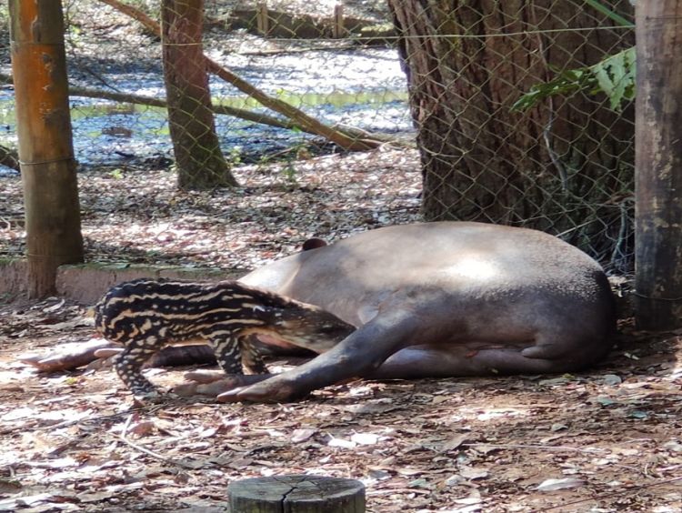 Consideradas extintas no Rio de Janeiro, Antas serão reintroduzidas em parque estadual