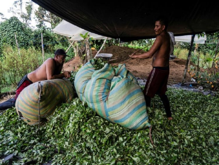 Mercado da cocaína está em crise na Colômbia