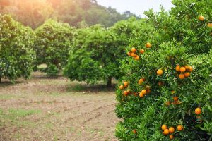 Pesquisa busca produção nacional de molécula central no enfrentamento do greening em citros