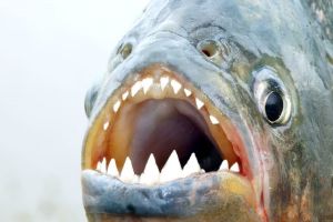 Piranhas atacam pessoas em Pereira Barreto