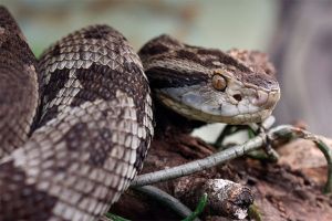 Homem morre após ser picado por cobra