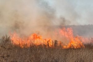 Promotor e Defesa Civil afirmam que 100% dos incêndios em São Carlos tem causa humana