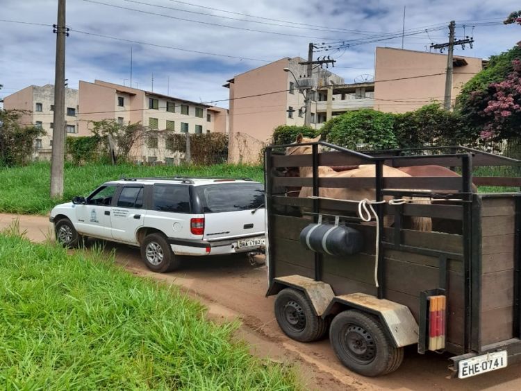 Departamento de defesa animal apreende 5 cavalos na região da CDHU